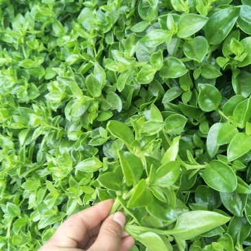 大量供应田七特菜(穿心莲)