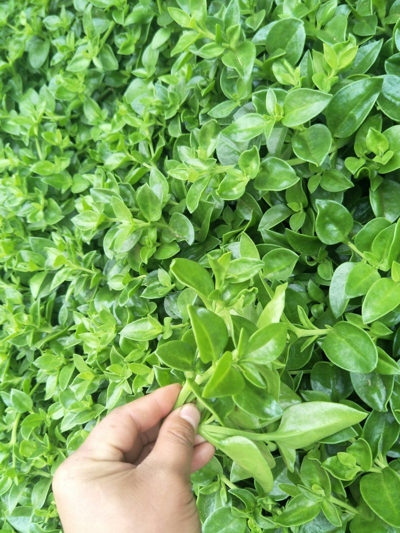 大量供应田七特菜(穿心莲)