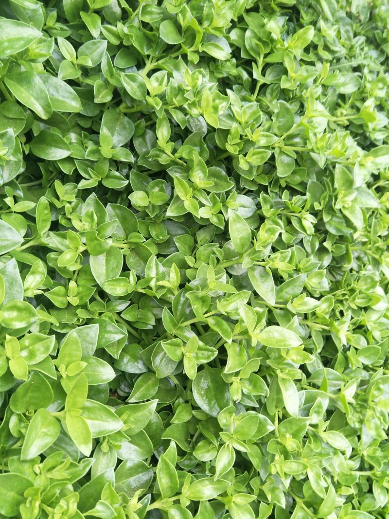 大量供应田七特菜(穿心莲)