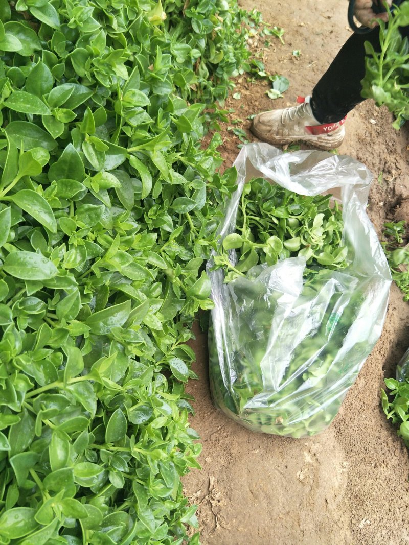大量供应田七特菜(穿心莲)