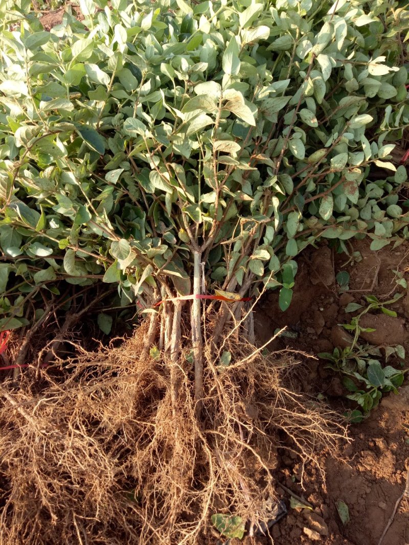 四季金银花苗，树型四季花，懒汉花，红色金银花。