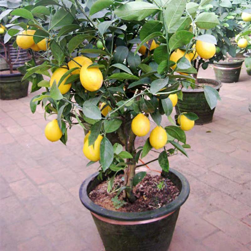 四季柠檬果树苗（黄柠檬，青柠檬）盆栽地栽南北适种