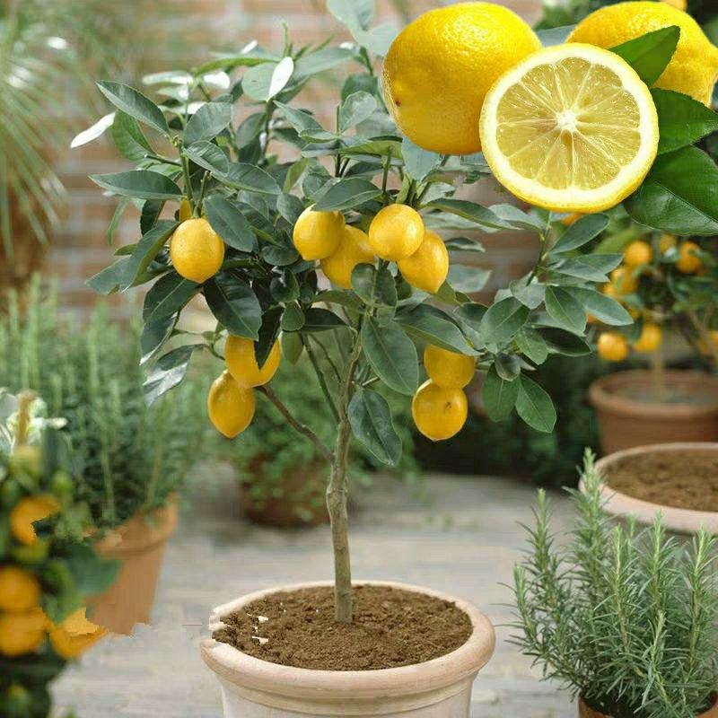 四季柠檬果树苗（黄柠檬，青柠檬）盆栽地栽南北适种