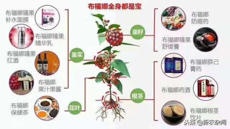 黑老虎♦布福娜2斤/件（招代发）少籽肉多甜甜甜甜甜