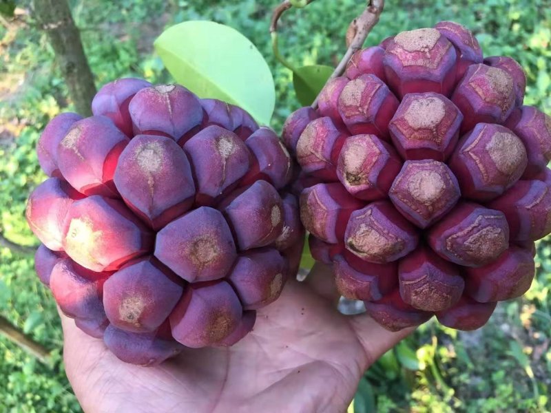黑老虎♦布福娜2斤/件（招代发）少籽肉多甜甜甜甜甜