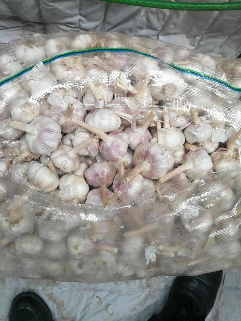 大蒜金乡大蒜太空蒜蒜米料专业代收储存长年加工发货