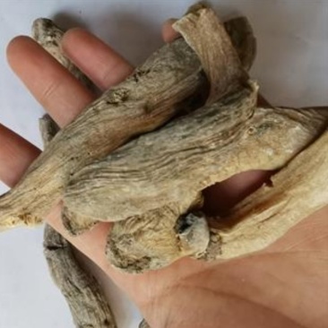 芭蕉根,产地直供,质优价实,品质保证,药典标准道地良药