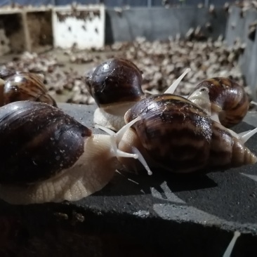 白玉蜗牛长期供应