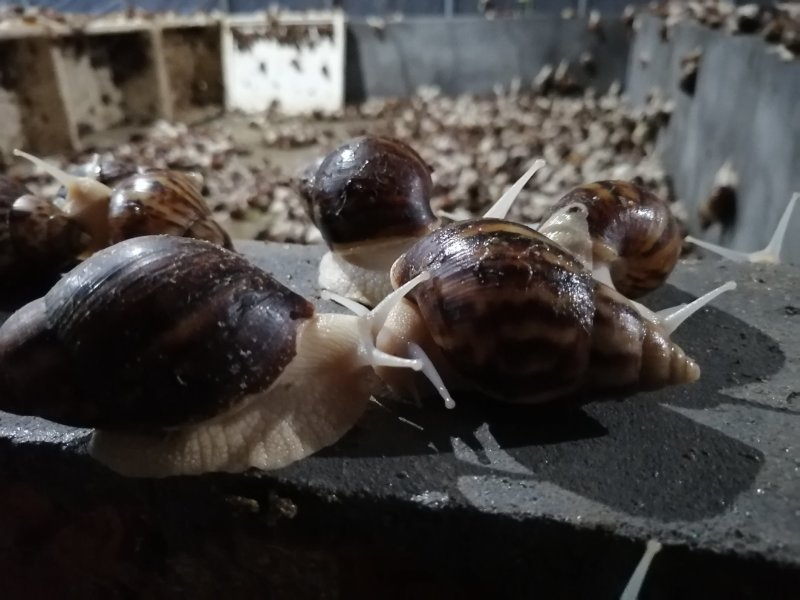 白玉蜗牛长期供应