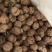新果云南麻子，果肉饱满坏果少