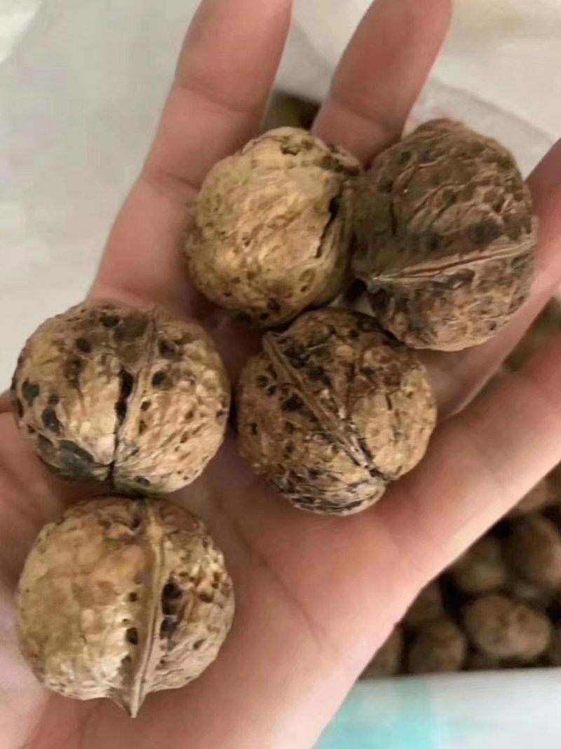新果云南麻子，果肉饱满坏果少