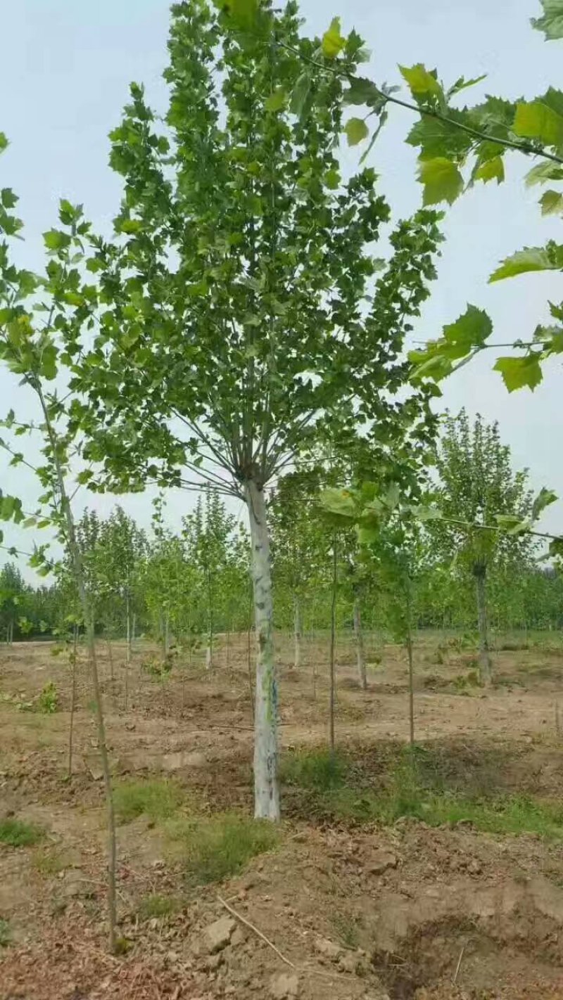 苗圃量大供应法桐