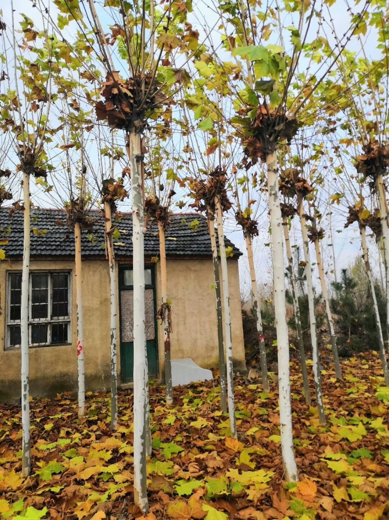 苗圃量大供应法桐