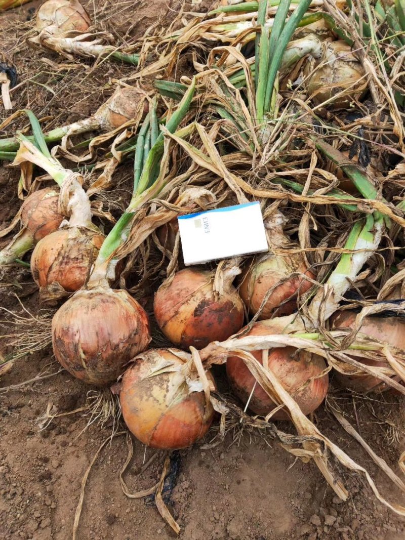 黄洋葱