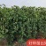 纯甜黄金百香果苗芭乐味.钦蜜九号、包技术.无病毒假一赔百