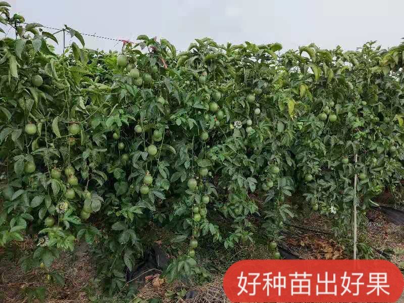 纯甜黄金百香果苗芭乐味.钦蜜九号、包技术.无病毒假一赔百