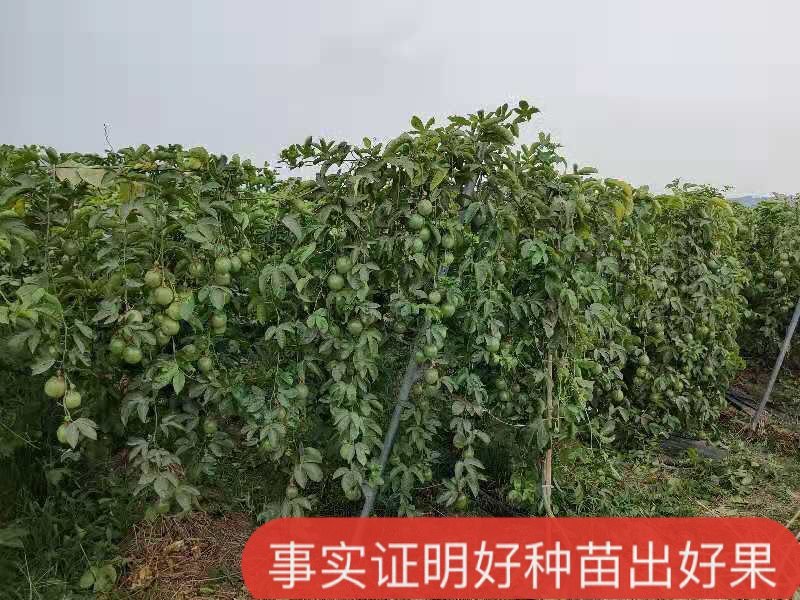 纯甜黄金百香果苗芭乐味.钦蜜九号、包技术.无病毒假一赔百