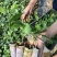 纯甜黄金百香果苗芭乐味.钦蜜九号、包技术.无病毒假一赔百