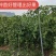 纯甜黄金百香果苗芭乐味.钦蜜九号、包技术.无病毒假一赔百