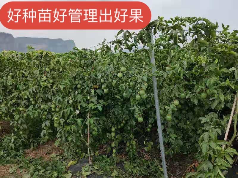 纯甜黄金百香果苗芭乐味.钦蜜九号、包技术.无病毒假一赔百
