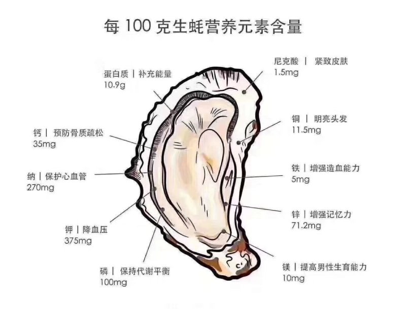 湛江官渡生蚝