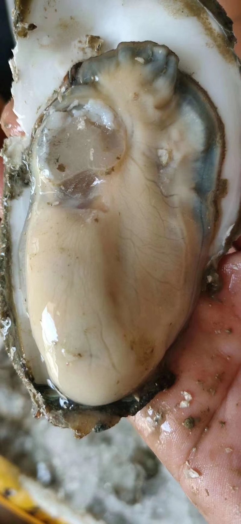 湛江官渡生蚝