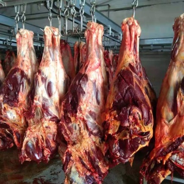 蒙古进口马肉后腿肉，精修去油