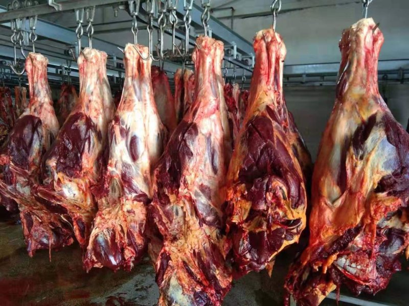蒙古进口马肉后腿肉，精修去油