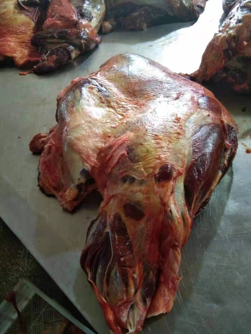 蒙古进口马肉后腿肉，精修去油