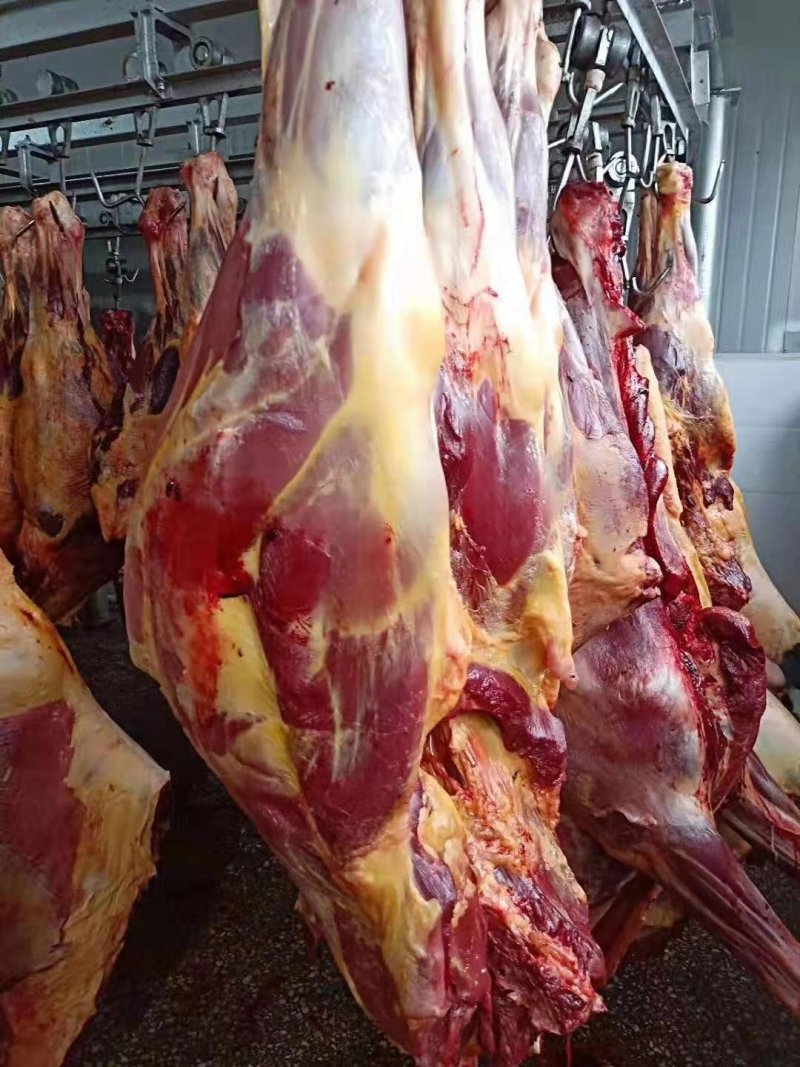 蒙古进口马肉后腿肉，精修去油