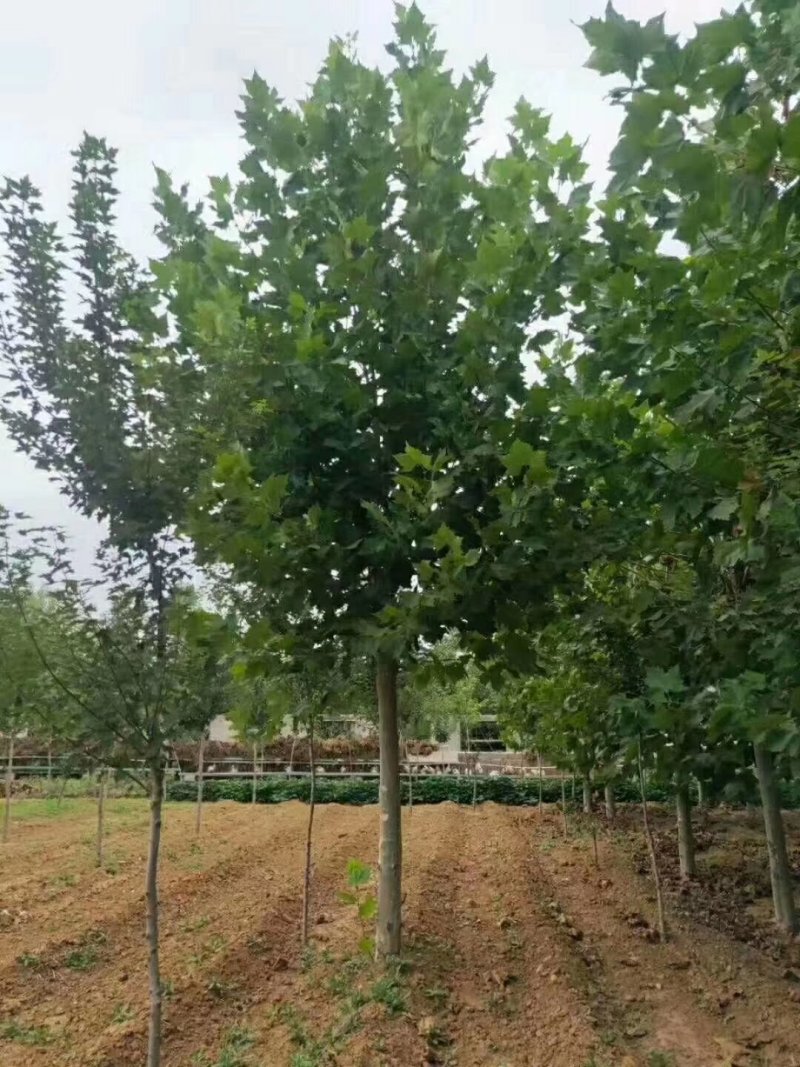 苗圃量大供应法桐