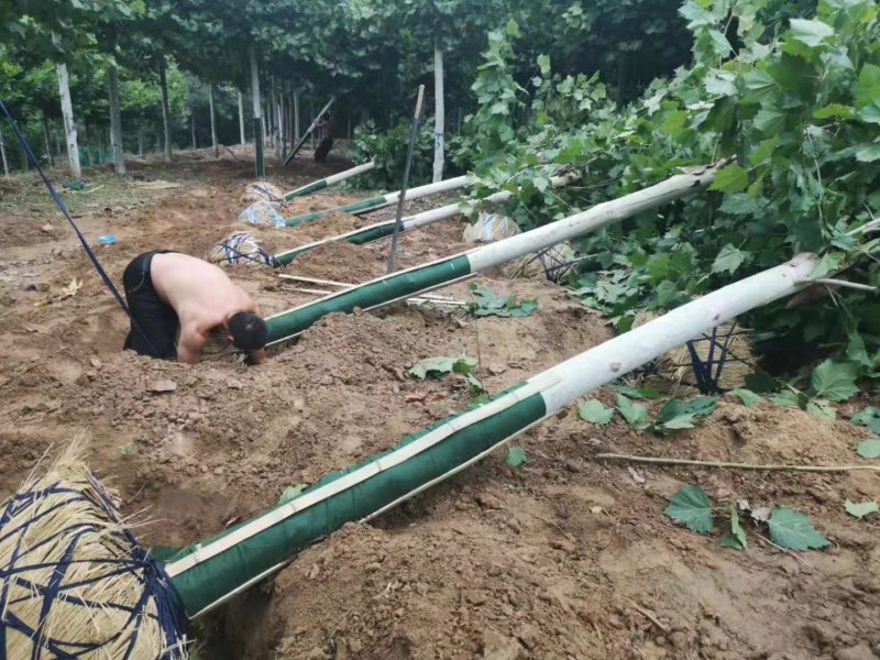 苗圃量大供应法桐