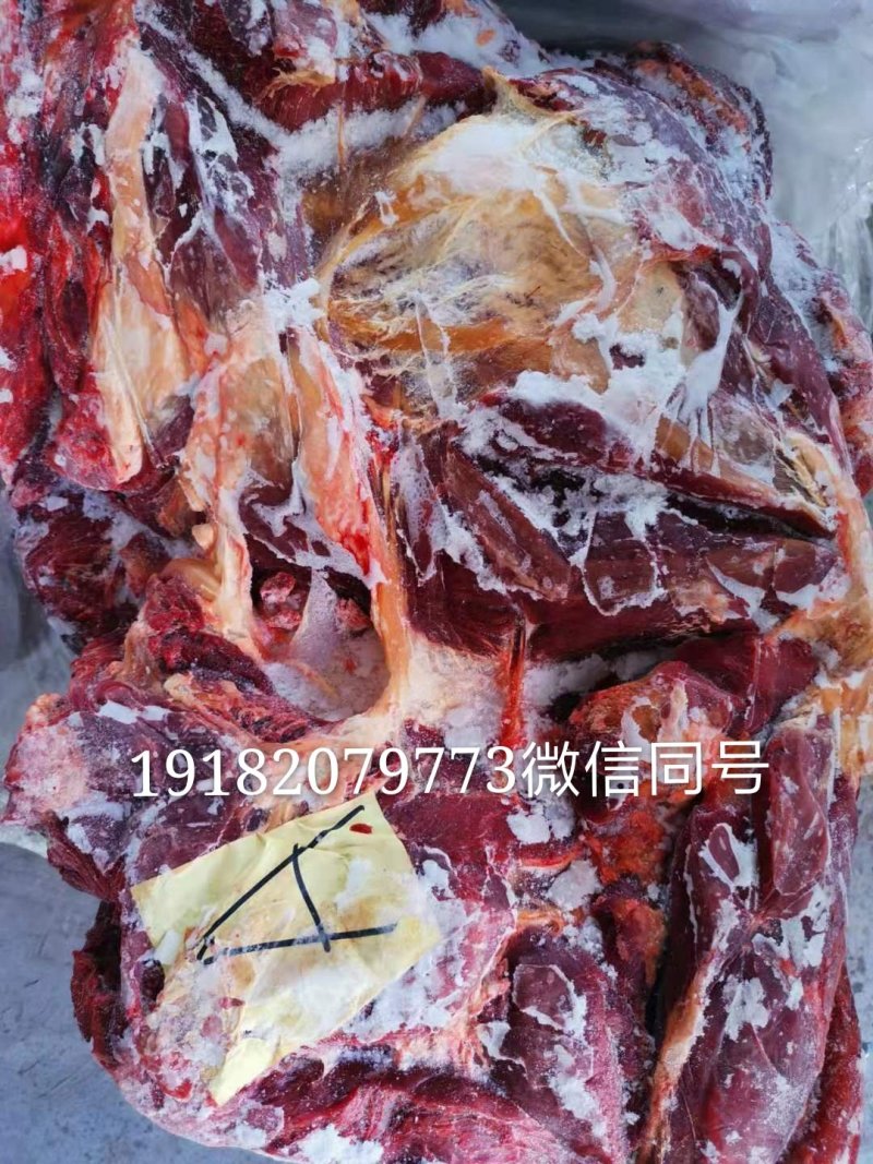 蒙古进口马肉后腿肉，精修去油