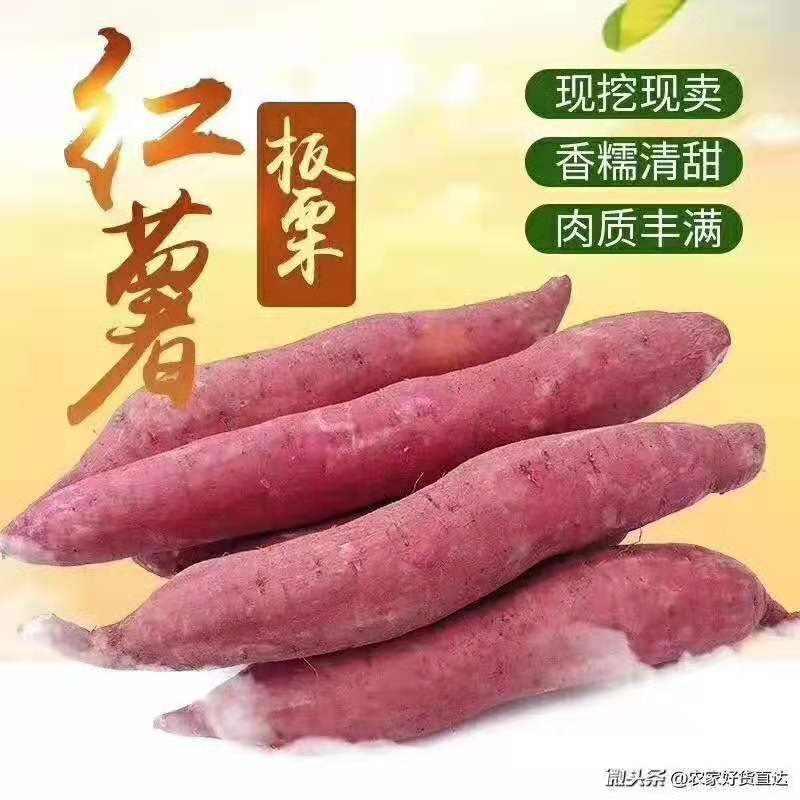 板栗🌰红薯
