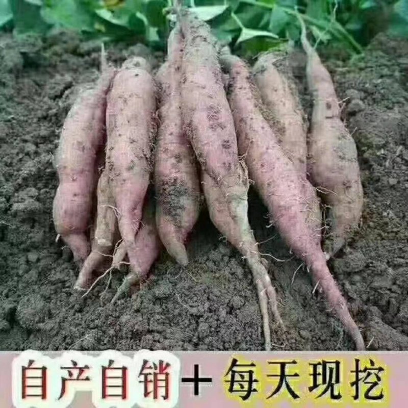 板栗🌰红薯