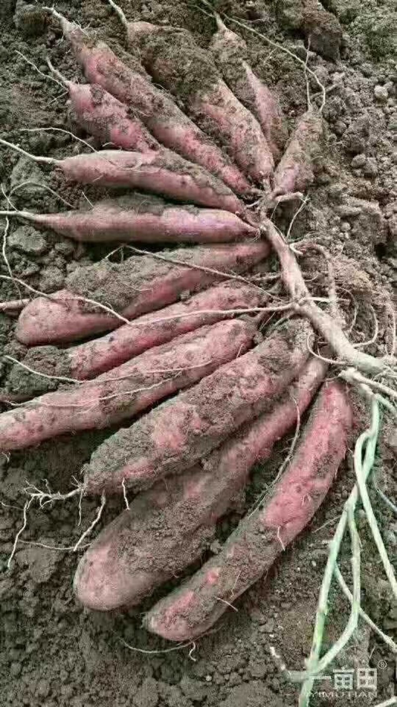 板栗🌰红薯