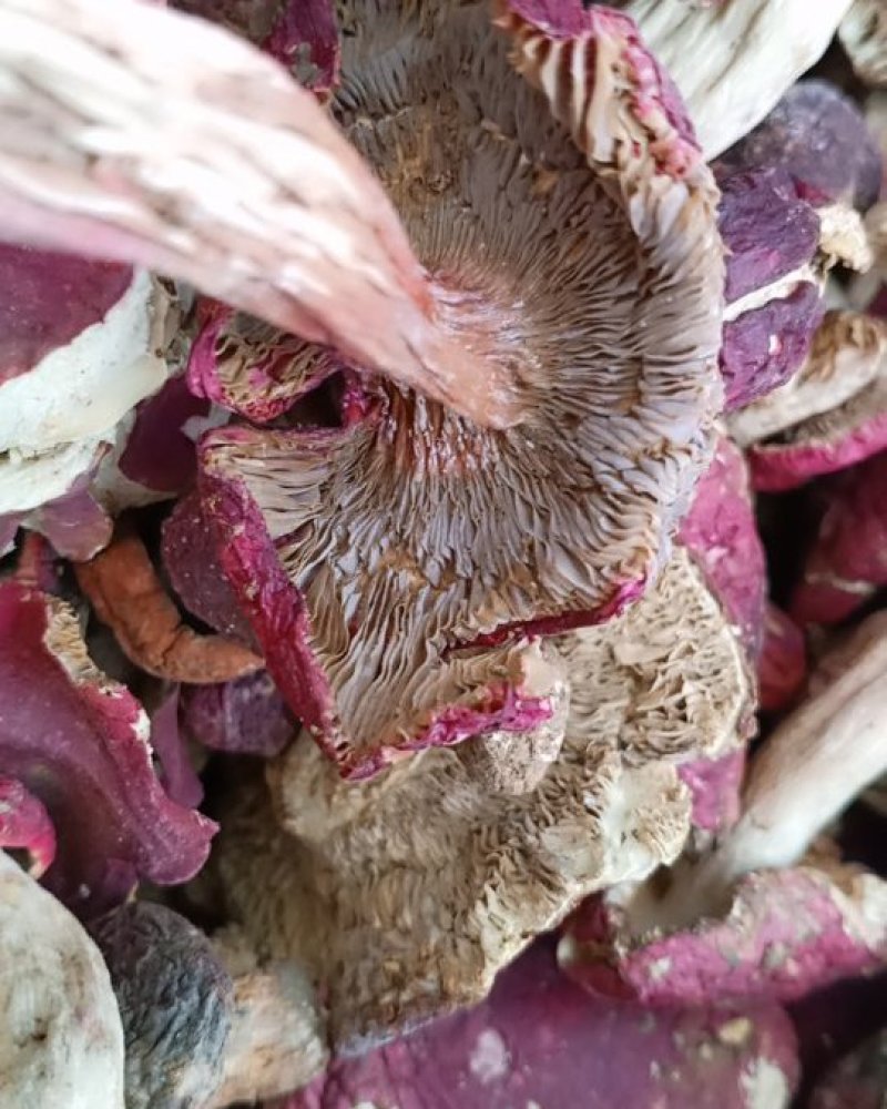 红菇