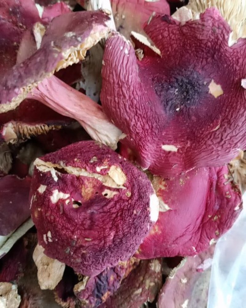 红菇