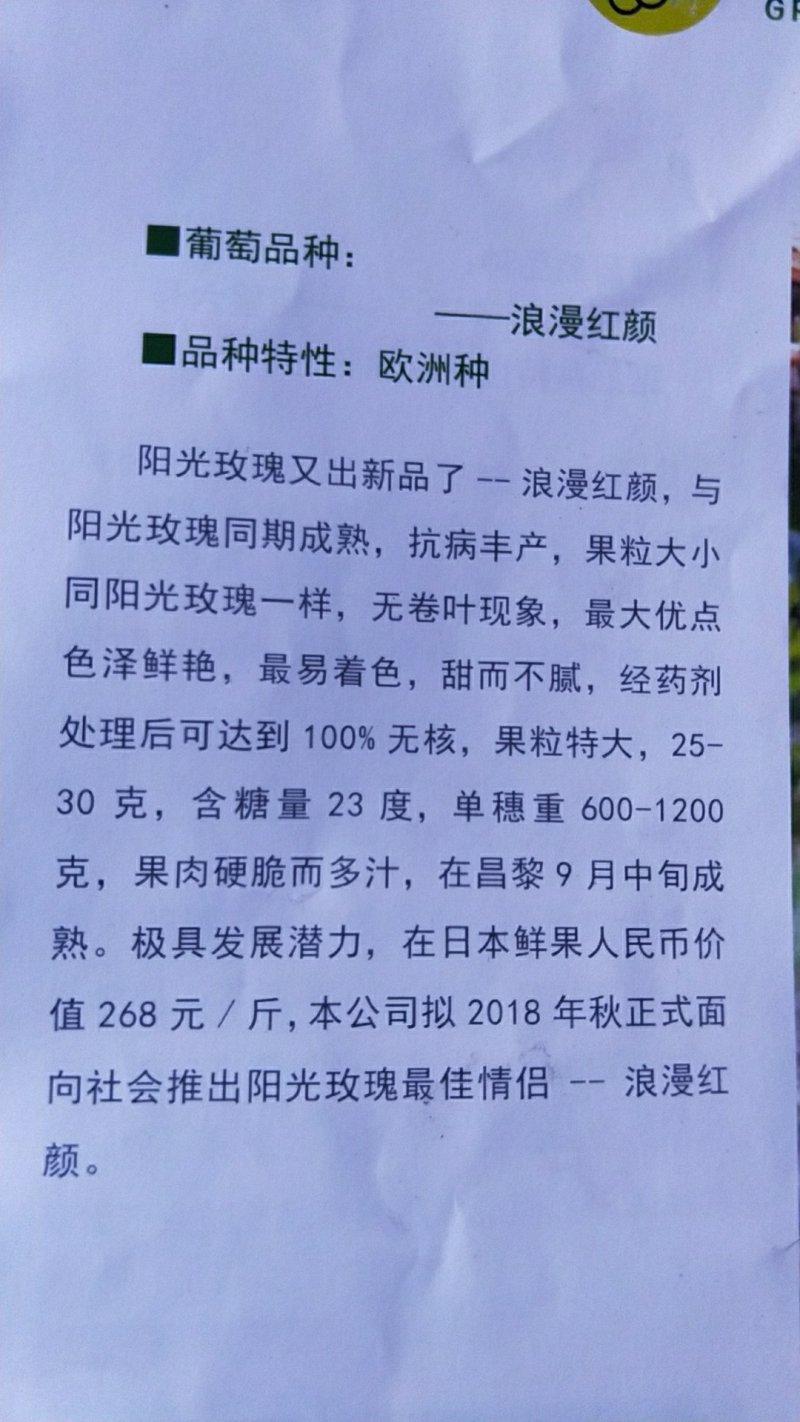 云南地区表现良好浪漫红颜葡萄苗假一赔十诚信经营