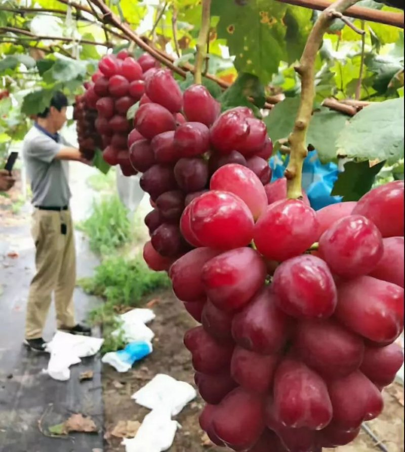 云南地区表现良好浪漫红颜葡萄苗假一赔十诚信经营