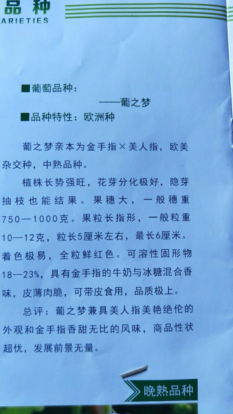 牛奶香味葡之梦葡萄苗特级苗包成活包技术
