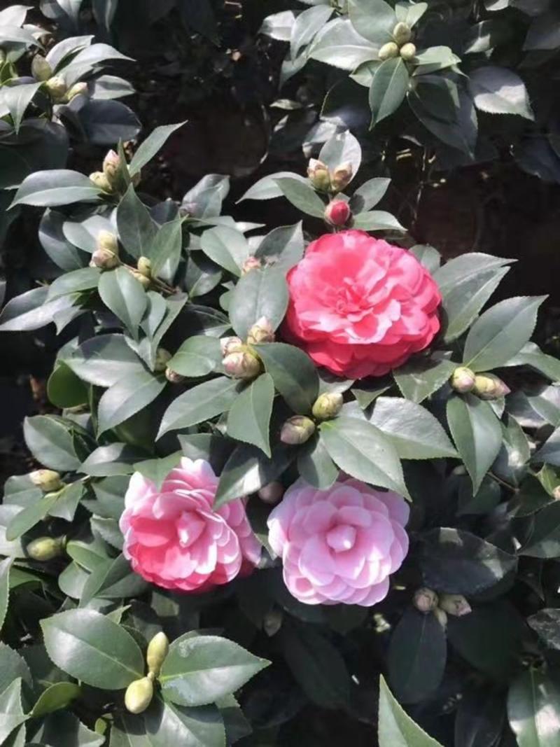 五色赤丹茶花盆栽一树多色花卉阳台客厅庭院绿植四季茶花苗带