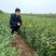 钙果苗，中华钙果苗，北方南方庭院种植