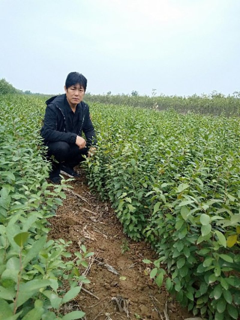 钙果苗，中华钙果苗，北方南方庭院种植