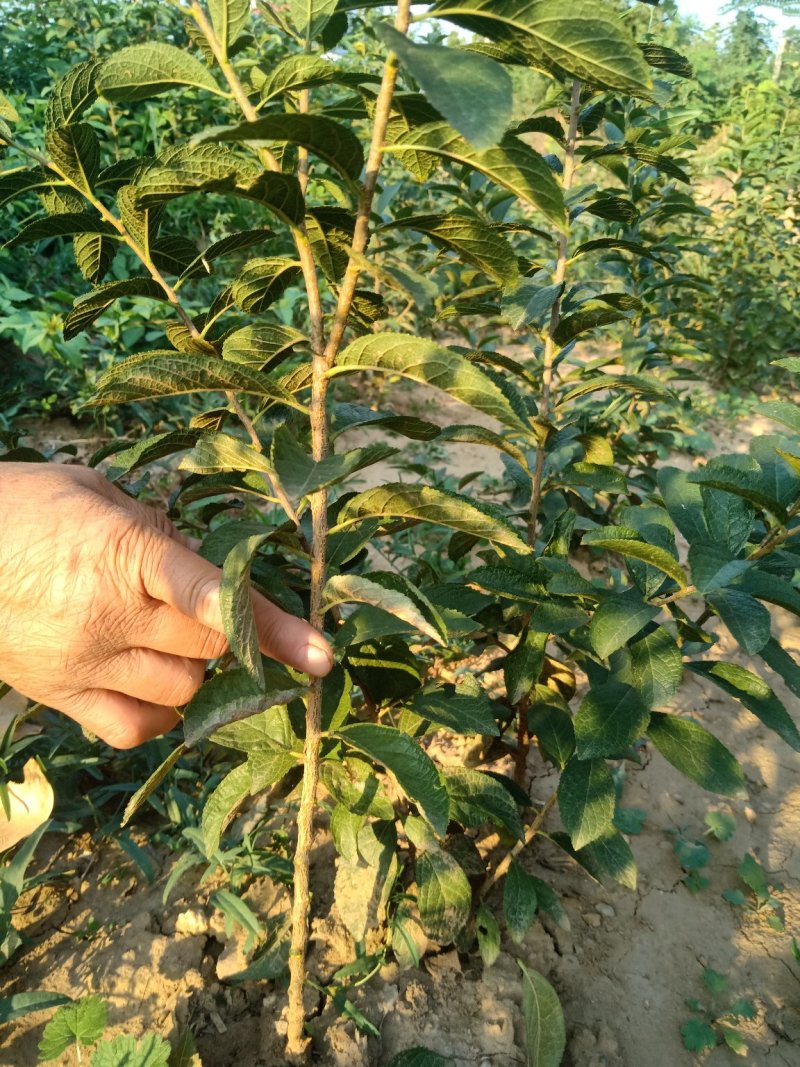 钙果苗，中华钙果苗，北方南方庭院种植