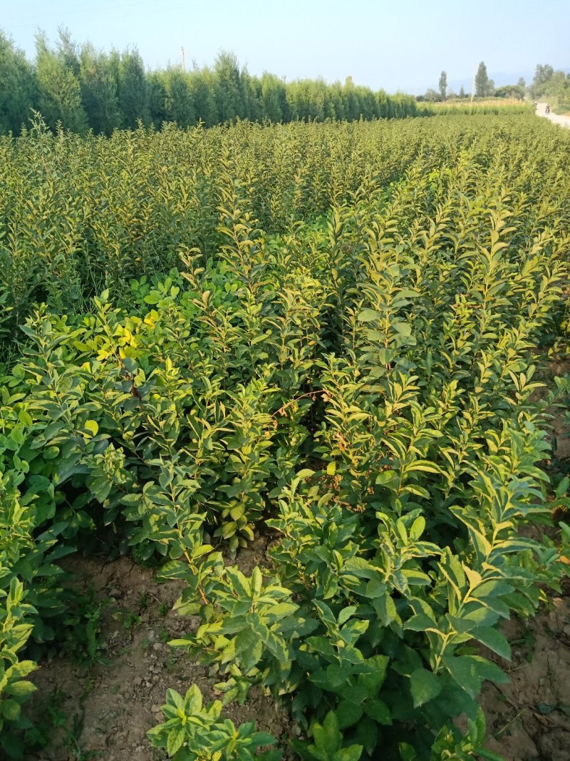 钙果苗，中华钙果苗，北方南方庭院种植