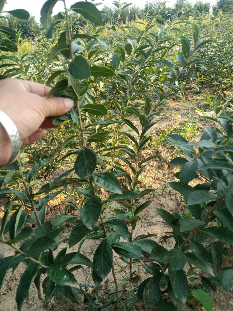 钙果苗，中华钙果苗，北方南方庭院种植