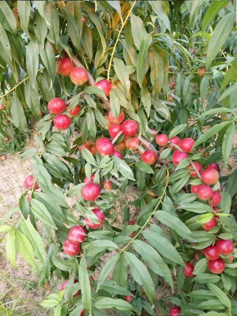钙果苗，中华钙果苗，北方南方庭院种植