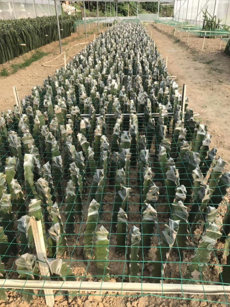 燕窝果嫁接苗燕窝果苗麒麟果苗嫁接苗