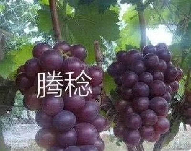 乒乓球大小藤稔葡萄苗没有中间商地头价